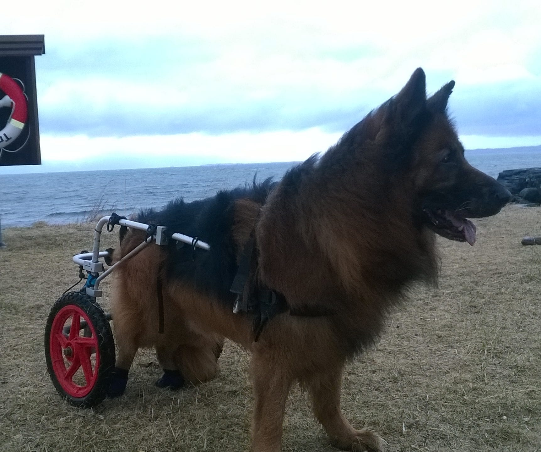 Rehab kjørestol til hund str. L 27-45kg - Bilde 2