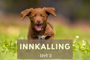 innkalling del 2 hund i norge
