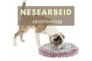 nesearbeid aktivisering hund i norge