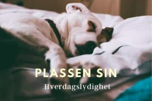 plassen sin hverdagslydighet hund i norge