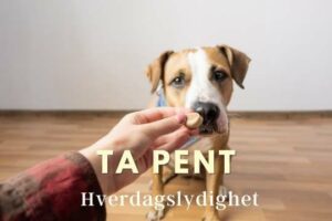 Ta pent hverdagslydighet hund i norge