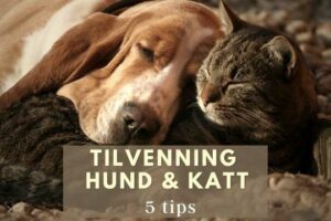 Tilvenning hund og katt blogg
