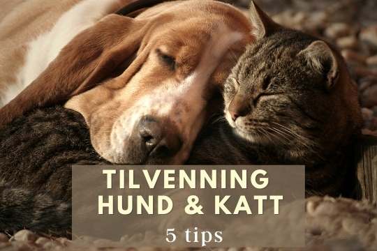 Tilvenning hund og katt blogg