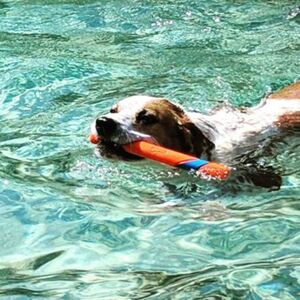 Chuckit! Ultra Fetch Stick -Pinne til Hund