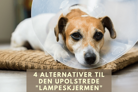 hundeblogg hundehelse lampeskjerm hundeskjerm