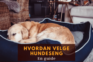 velge hundeseng hund i norge