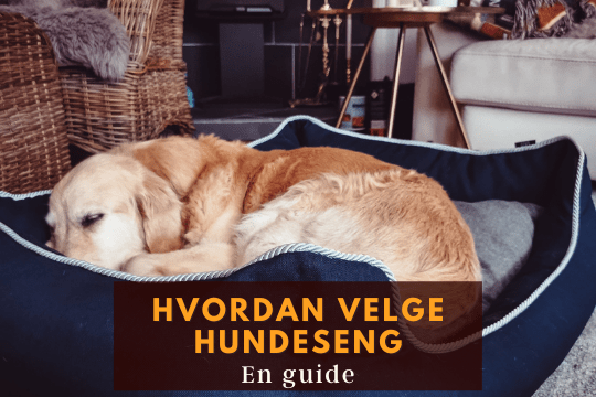 velge hundeseng hund i norge