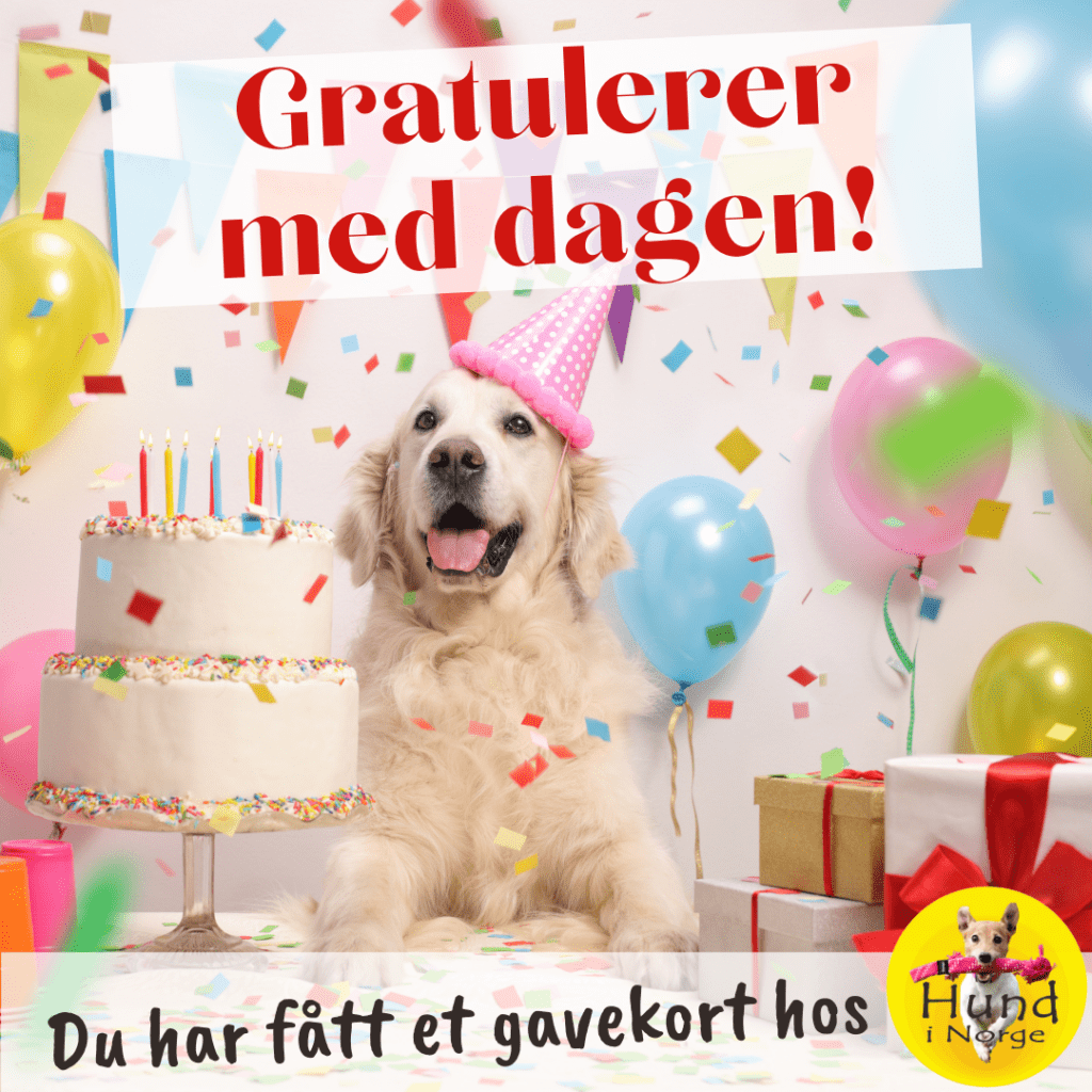 Gavekort Hund i Norge