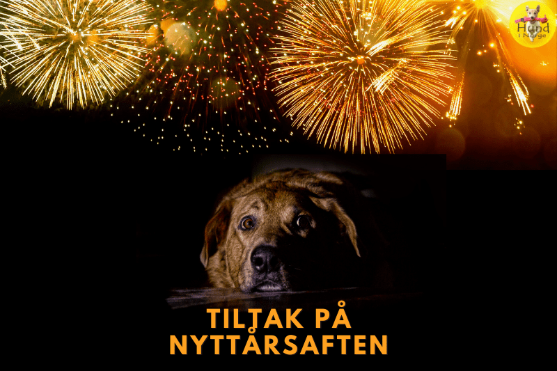 Tiltak for hunden på nyttårsaften