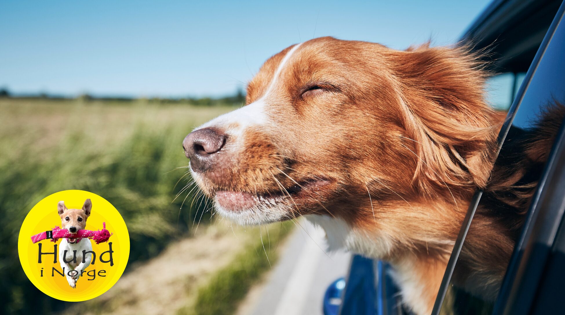 Tips for en trygg reise med kjæledyr – under selve reisen