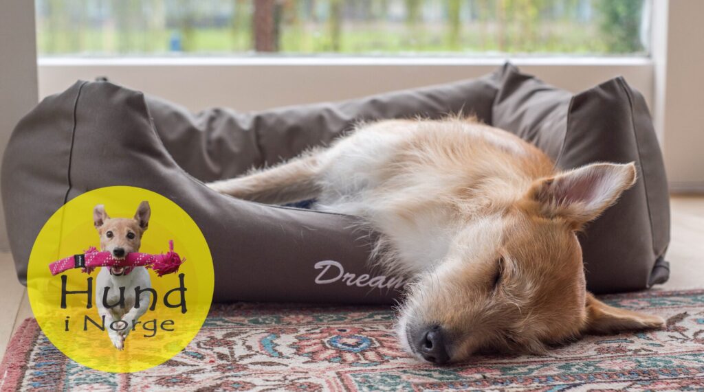 Hundeseng, hundehule eller hundemadras? Slik velger du riktig soveplass til hunden
