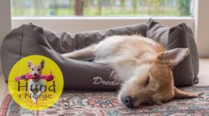 Hundeseng, hundehule eller hundemadras? Slik velger du riktig soveplass til hunden