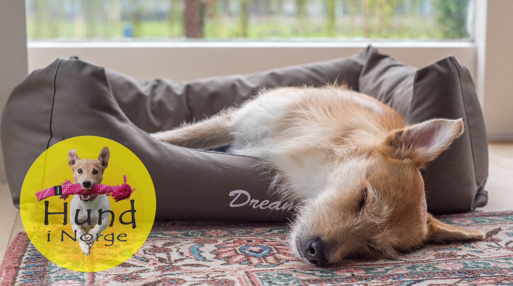 Hundeseng, hundehule eller hundemadras? Slik velger du riktig soveplass til hunden