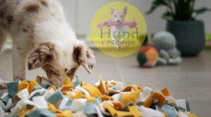 Nosework Alt du trenger å vite om hundesporten som passer alle