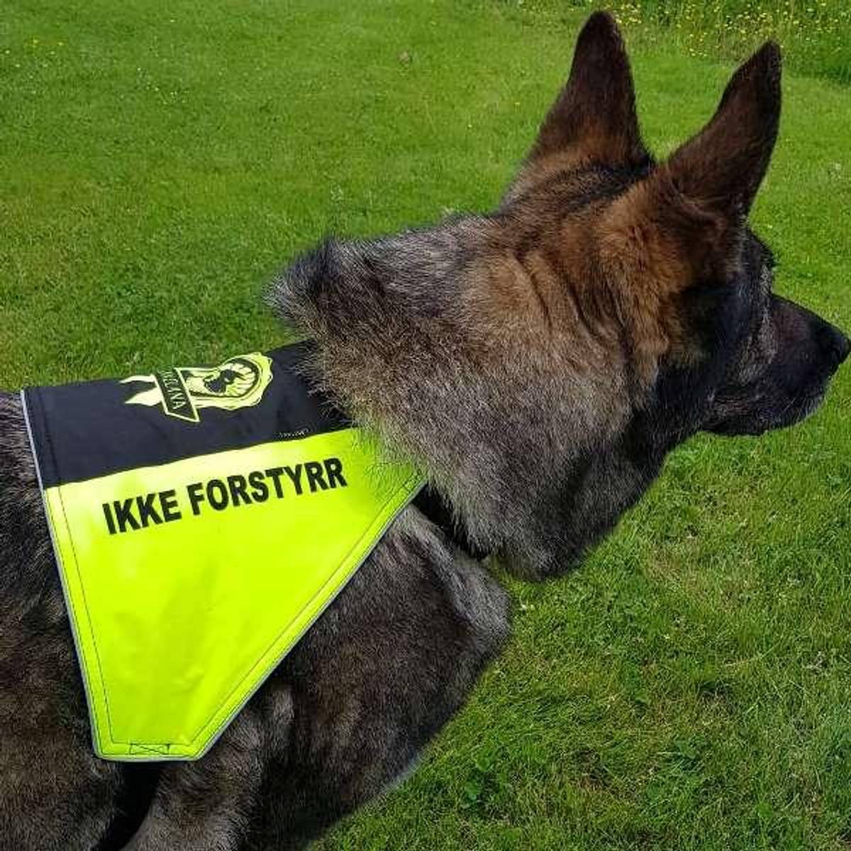 Canelana Markeringsdekken med tekst Hund i Trening ikke forstyrr