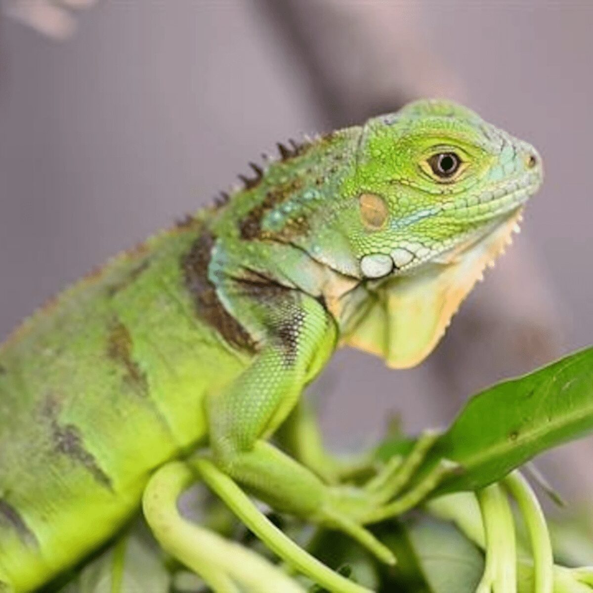 Myfamily Iguana