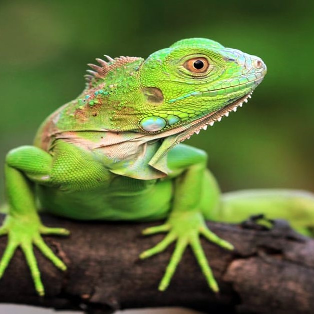 Myfamily Iguana