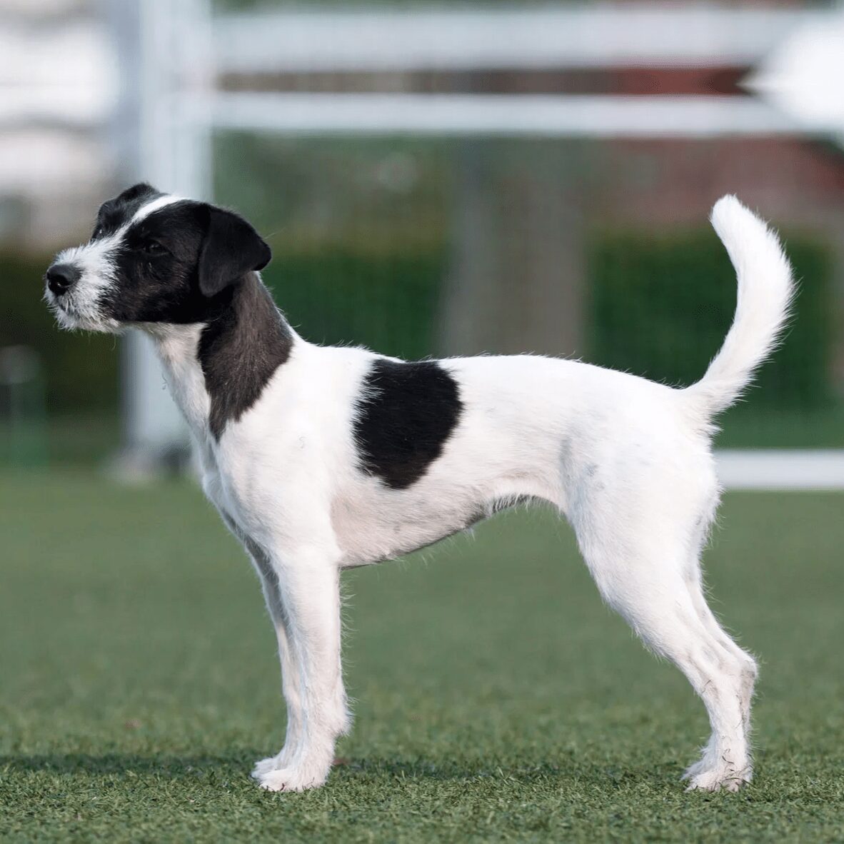 Myfamily Jack Russell terrier