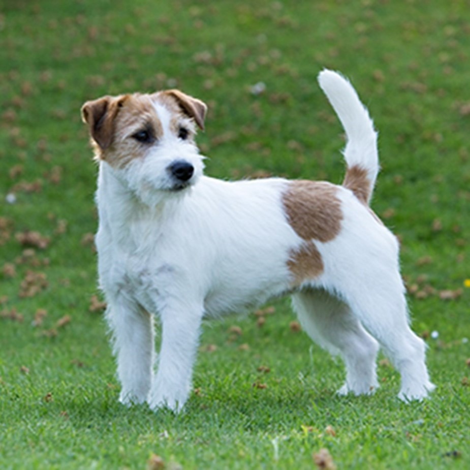 Myfamily Jack Russell terrier