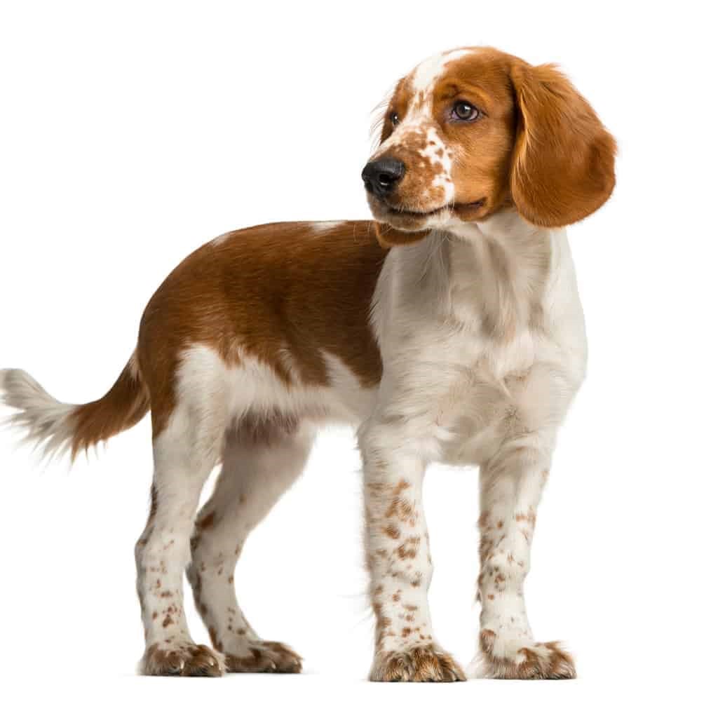 Myfamily Springer Spaniel IDtag