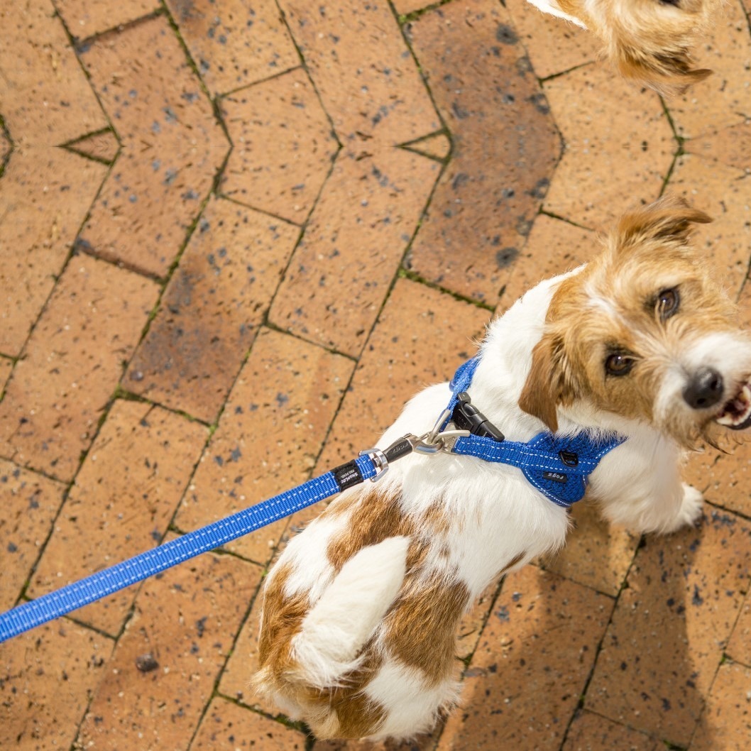 Rogz Utility kobbel (flere farger og størrelser)