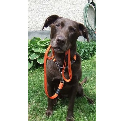 Rogz Utility kobbel (flere farger og størrelser)