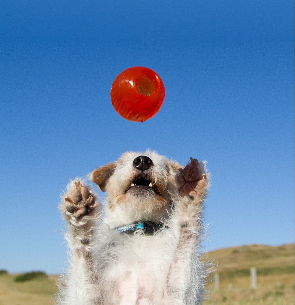BIONIC Ball - Hundeleken som varer