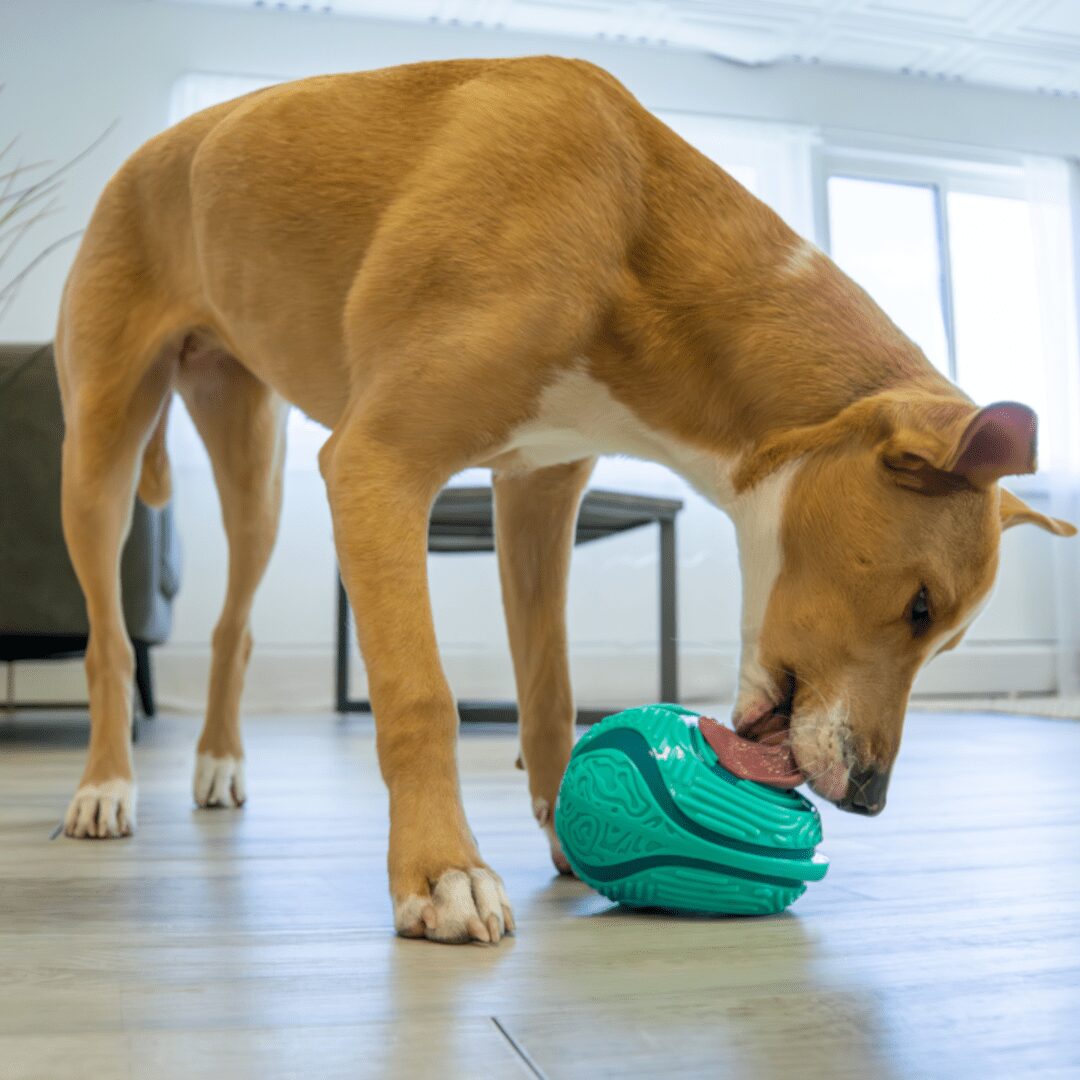 KONG Licks Reward Slikkeleke Aktivitetsleke