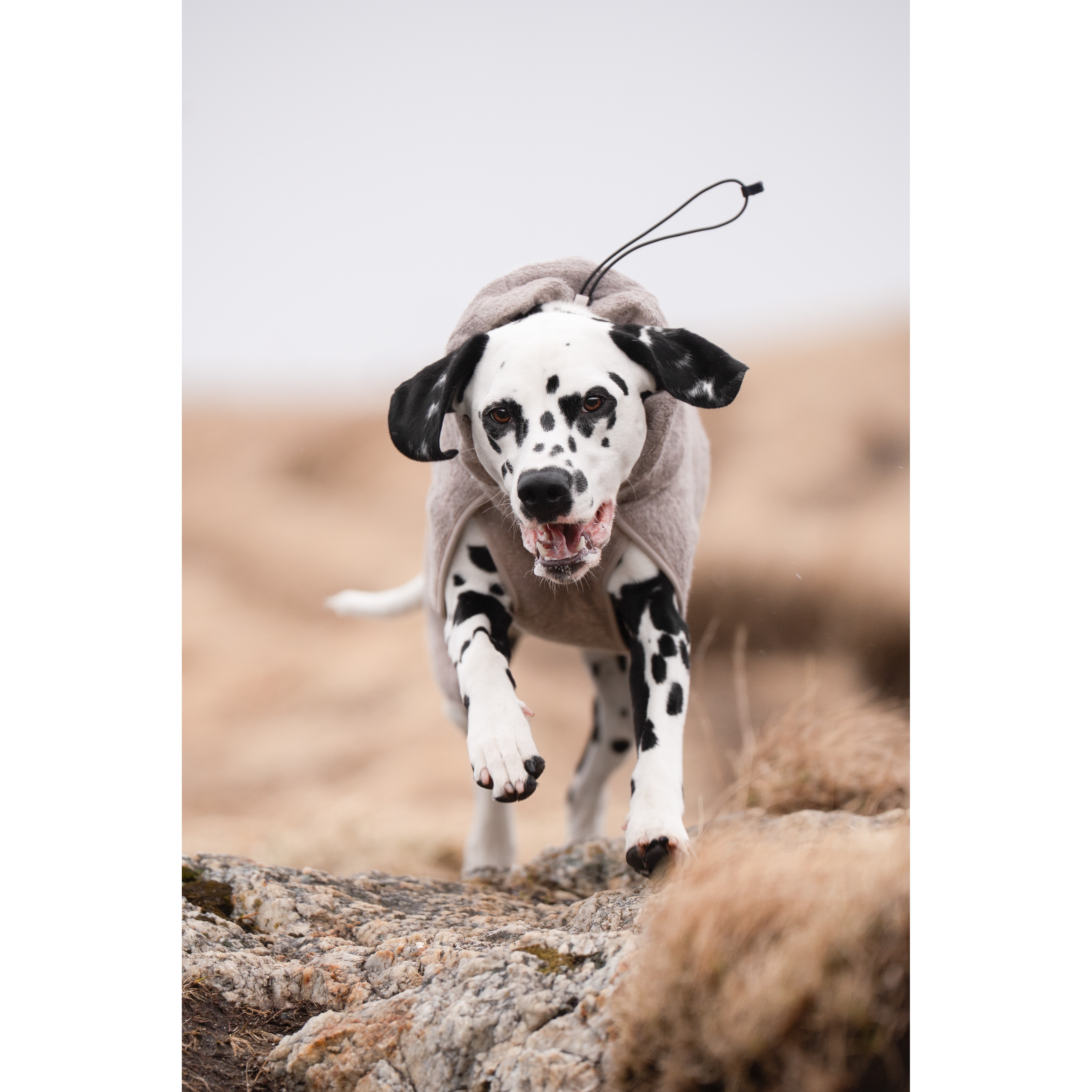 Non-Stop Dogwear Drying Coat Tørkedekken til hund