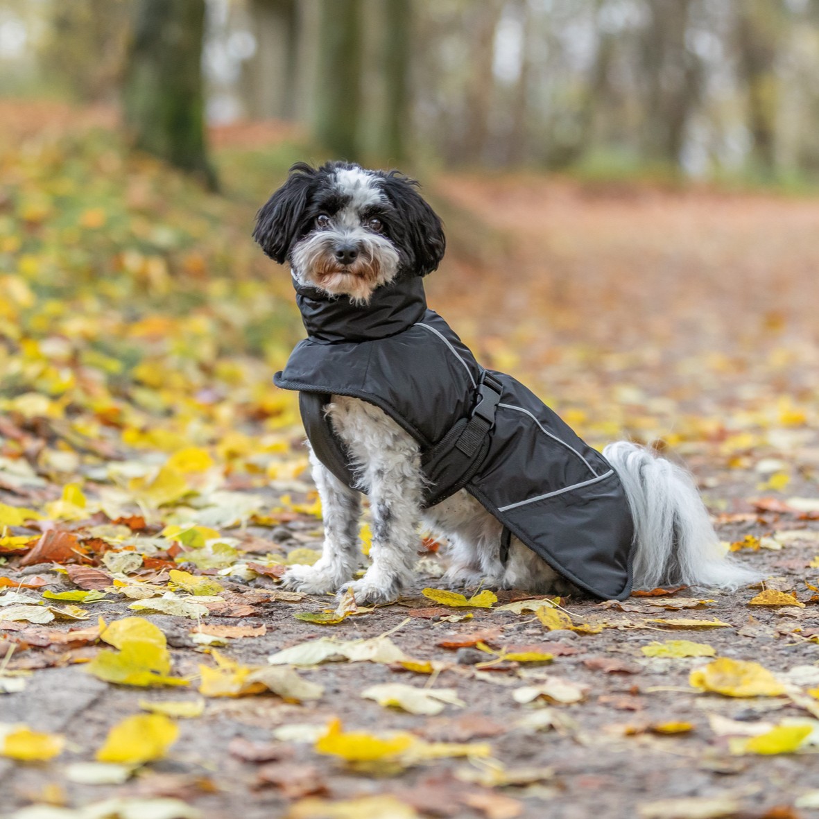 Trixie Brizon 2.0 Vinterjakke til Hund - Varm og Vanntett