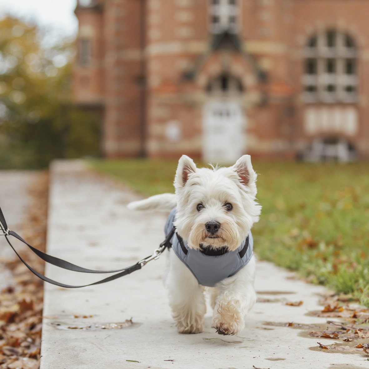 Trixie Vinterdekken med sele og refleks