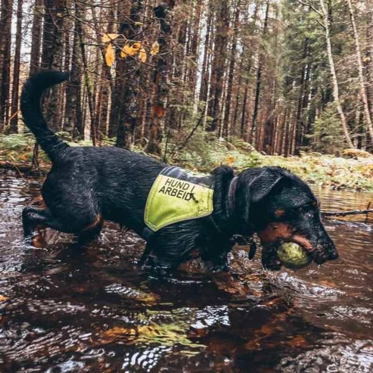 Canelana Markeringsdekken med tekst Hund i Trening ikke forstyrr