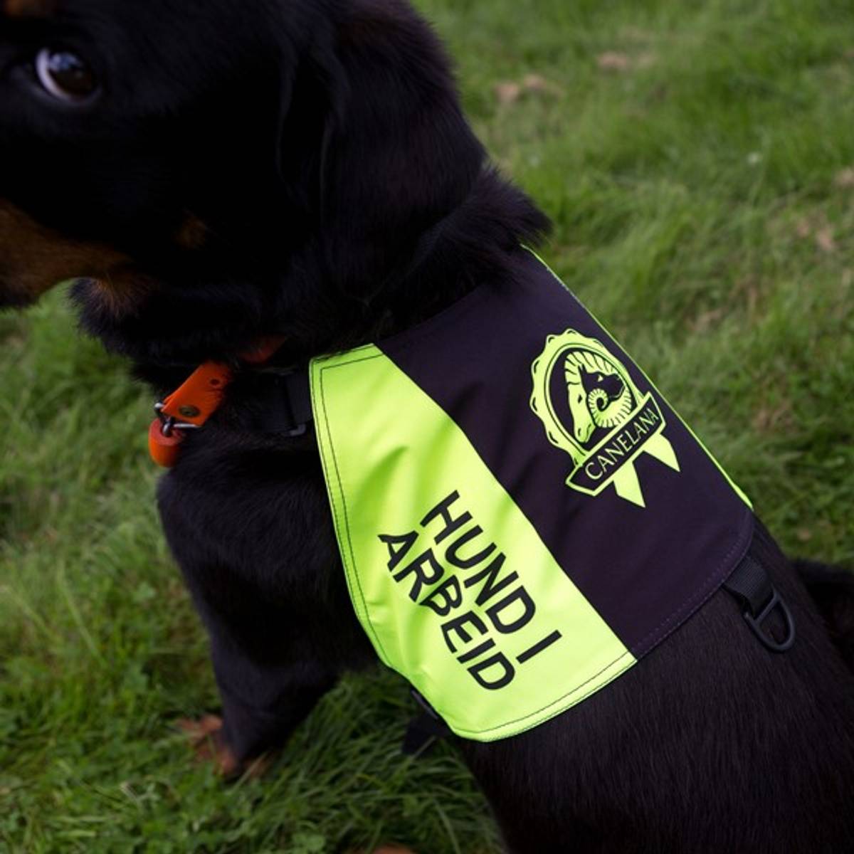 Canelana Markeringsdekken med tekst Hund i Trening ikke forstyrr