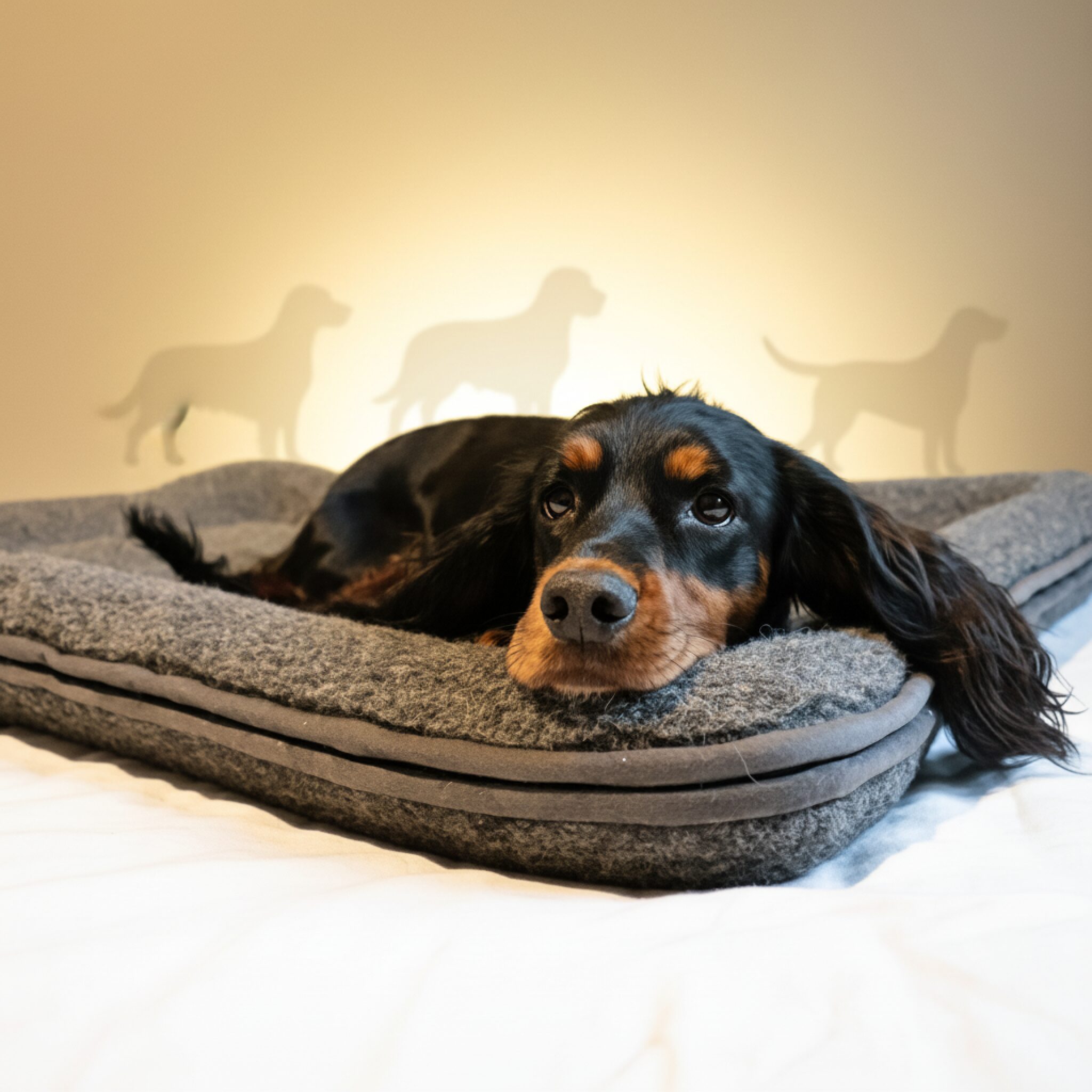 Canelana Hundeseng Ull m/kanter