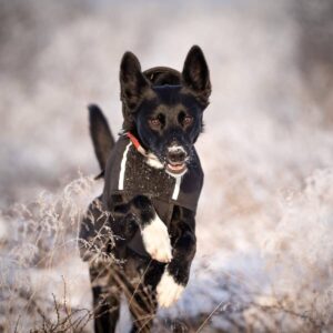 Canelana Touring Aktivitetsdekken Hundedekken Ull