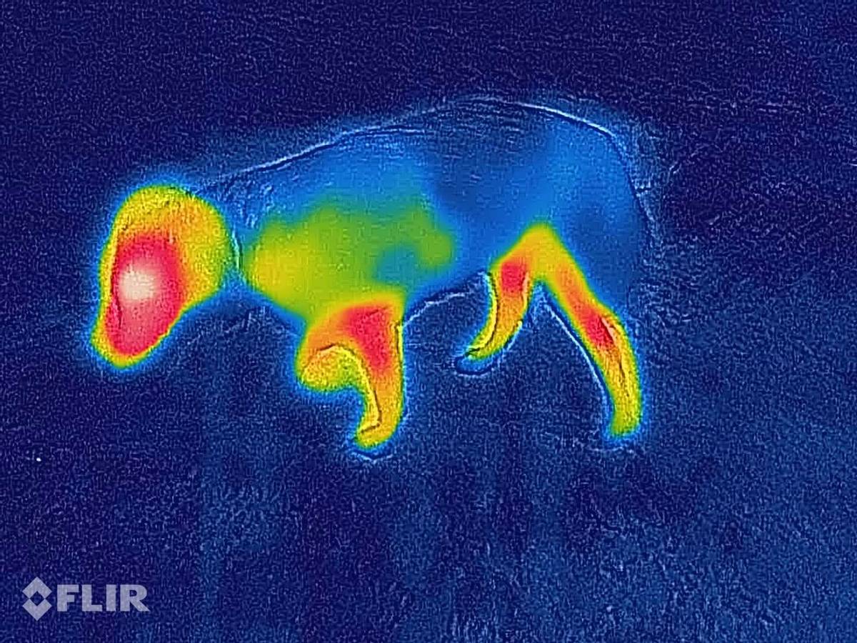 Canelana Lana Hundedekken i Ull (Rød)